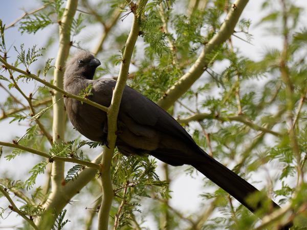 <h3><a href="/trips/safari/biota/animalia/chordata/aves/029 musophagiformes/001 musophagidae/corythaixoides concolor/corythaixoides concolor-en.html">Corythaixoides&nbsp;concolor</a> / Grey&nbsp;go‑away‑bird / Vale&nbsp;toerako</h3>OM-1 Mark II with OLYMPUS M.300mm F4.0, 1/2000 sec at F4.0, ISO 320, distance 15.5&nbsp;m